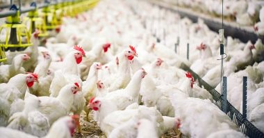 اليابان: إعدام ما يقرب من 10 ملايين طائر بسبب إنفلونزا الطيور